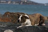 AMSTAFF ADULT 248